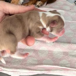 Light Merle - Merle male Chihuahua puppy in Sherwood, Arkansas from Bartelt Breeders