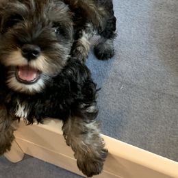 Miniature Schnauzer Puppies from Lindow Schnauzers