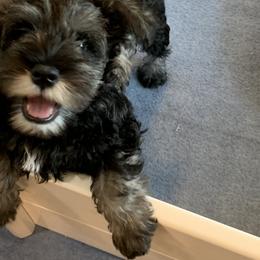Miniature Schnauzer Puppies from Lindow Schnauzers