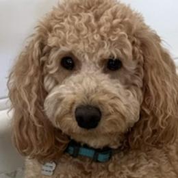 Goldendoodles from Doods & More