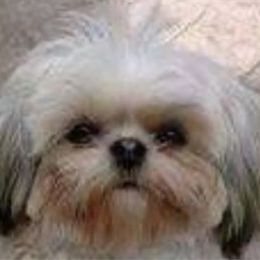 James - Shih Tzu
