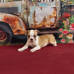 Casee - Seal and white male Boston Terrier puppy in Olanta, South Carolina from Julie's IHeart Boston Terrier's