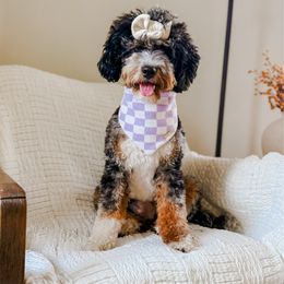 Martha - Bernedoodle