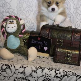 Pembroke Welsh Corgi Puppies from Rhone River Farm Pembroke Welsh Corgis