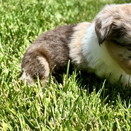Aussiedoodle, Bernedoodle, and Miniature Australian Shepherd Puppies from MC Doodles