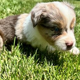 Aussiedoodle, Bernedoodle, and Miniature Australian Shepherd Puppies from MC Doodles