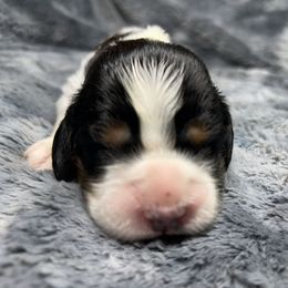 Milly - Black white and tan female English Springer Spaniel puppy in Battle Creek, Michigan from Eden Springer Spaniels