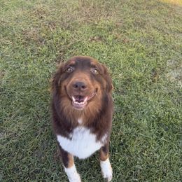 Delta - Miniature Australian Shepherd