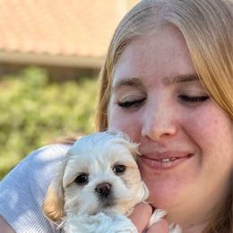 Waffle - White and cream male Bichon Frise puppy in Mesa, Arizona from Teddy Bears of Arizona