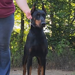 Asmo - Doberman Pinscher
