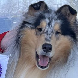 Collies from JuneRose Collies