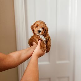 Boy 2 - Cockapoo puppy in Plant City, Florida from The Perks of Pups