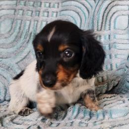Dawn - Piebald female Dachshund puppy in Goodman, Missouri from Jessica's Dashing Dachsunds and Chihuahuas