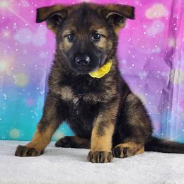 German Shepherd Puppies from Raven Oak's Shepherds