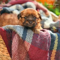 Biewer Terrier and Russian Salon Dog Puppies from Petit Bijou