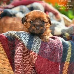 Biewer Terrier and Russian Salon Dog Puppies from Petit Bijou
