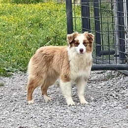 Oakley - Miniature American Shepherd