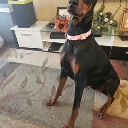 Doberman Pinscher All Grown Up from Morgan Doberman Kennel