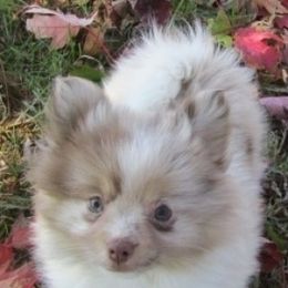 Pomeranian Puppies from Sunshines Pomeranians