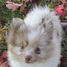 Pomeranian Puppies from Sunshines Pomeranians