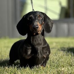 Dom - Dachshund
