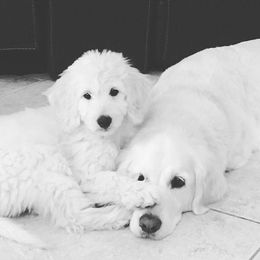 "English Goldendoodle Puppy from Moss Creek Goldendoodles" Goldendoodle and Schnoodle Puppies from Moss Creek Goldendoodles