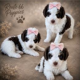 Girl 2, Jersey - Brown and white female Bernedoodle puppy in Delphos, Ohio from Route 66 Poodles & Doodles, Sapphire Shih-tzu's of Ohio