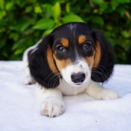 Hunter - Piebald male Dachshund puppy in Temecula, California from Naomi Magee's Dachshund Kennel