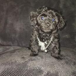Chance - Black female Maltipoo puppy in Palmdale, California from J Designer Puppies
