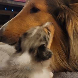 Collies from Sweet Southern Collies
