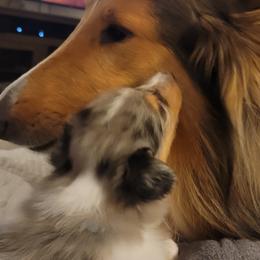 Collies from Sweet Southern Collies