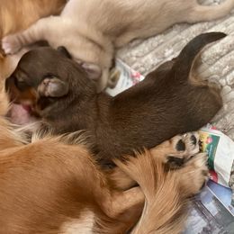 Hope - Cream female Dachshund puppy in Stoutland, Missouri from Farmhouse Dachshunds