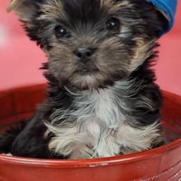 Kruze - Black and tan male Yorkshire Terrier puppy in Albany, Minnesota from Sandy's Yorkshire Terriers