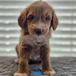 Teddy - Apricot male Goldendoodle puppy in Summerville, South Carolina from Channys Doodles