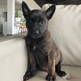 Boy 4 - Black brindle male Dutch Shepherd puppy in San Diego, California from TecK9s