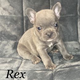 French Bulldog Puppies from Fabled Frenchies