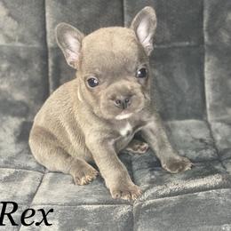 French Bulldog Puppies from Fabled Frenchies