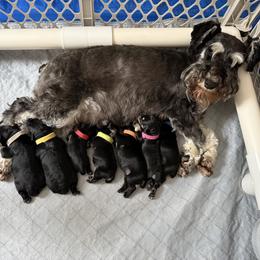 Red Collar Female - Black and silver female Miniature Schnauzer puppy in Mingo, Iowa from Central Iowa Schnauzers, LLC