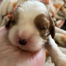 Perrier - Blenheim male Cavalier King Charles Spaniel puppy in North Bay Village, Florida from Cynthia's Cavaliers