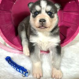Liora - Black and white female Siberian Husky puppy in Collins, Iowa from Homegrown Huskies