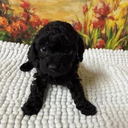 Chloe - Black female Poodle puppy in Lawrenceburg, Tennessee from LUV Poodles and Maltipoos