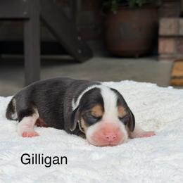 Gillian - Black tan and white male Beagle puppy in Mansfield, Missouri from Rippee Creek Kennel