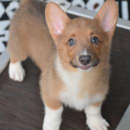 Maverick - Wild West Litter - White and fawn male Pembroke Welsh Corgi puppy in Lithia, Florida from Diamondcrest Inc