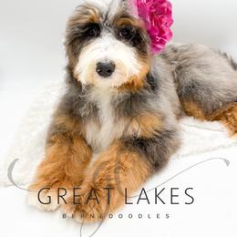 Southie - Blue merle female Bernedoodle puppy in Baroda, Michigan from Great Lakes Bernedoodles
