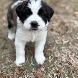 Light Pink female - Red and white female Saint Bernard puppy in Albany, Georgia from Magnolia Saint Bernards