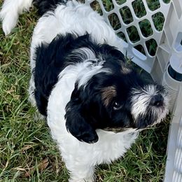 Hazel - Black and white female Bernedoodle puppy in Mount Pleasant, Texas from Hilary’s Doodle Ranch