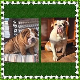 Bulldog puppies from The Barking Lot