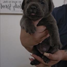 White - Gray female Cane Corso puppy in Lake Elsinore, California from CRUCIAL CANE CORSOS