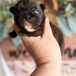 Brindle boy 1 - Brindle and white male French Bulldog puppy in Washington, Pennsylvania from Crooked Pine French Bulldogs