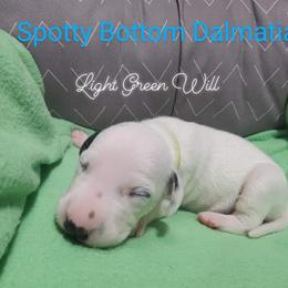 Dalmatian Puppies from Spotty Bottom Dalmatians